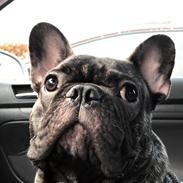 Fransk bulldog Louie