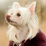 Chinese crested hårløs Zico Stella (Hottie Tot's Foxie Flash)