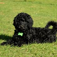 Storpuddel Paris *Rissie*