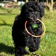 Storpuddel Paris *Rissie*