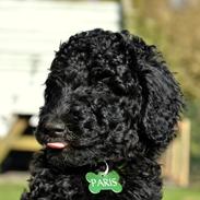 Storpuddel Paris *Rissie*