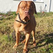 Blanding af racer KATO FØDT 13/1 2018