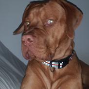 Blanding af racer KATO FØDT 13/1 2018