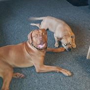 Blanding af racer KATO FØDT 13/1 2018