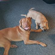 Blanding af racer KATO FØDT 13/1 2018