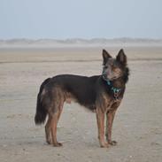 Blanding af racer Dakota (gadedrengen <3)