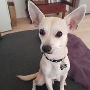 Blanding af racer Buller