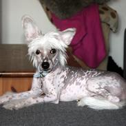 Chinese crested hårløs Malthe