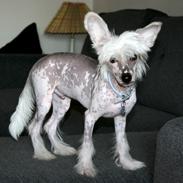 Chinese crested hårløs Malthe