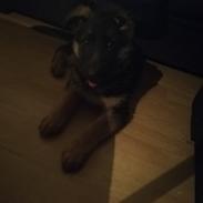 Schæferhund Aya (Vennebjergs Olivia) 