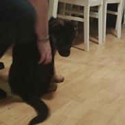 Schæferhund Aya (Vennebjergs Olivia) 