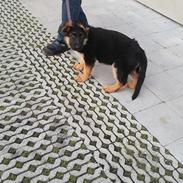 Schæferhund Aya (Vennebjergs Olivia) 