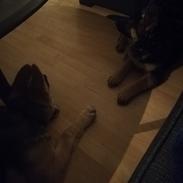 Schæferhund Aya (Vennebjergs Olivia) 