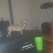 Blanding af racer Wilma