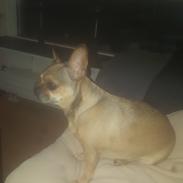 Blanding af racer Wilma