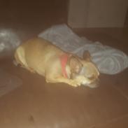 Blanding af racer Wilma