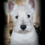 West highland white terrier Diva