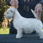 West highland white terrier Diva