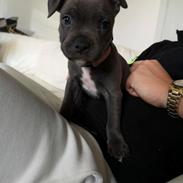 Staffordshire bull terrier Jalokin