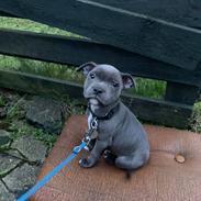 Staffordshire bull terrier Jalokin