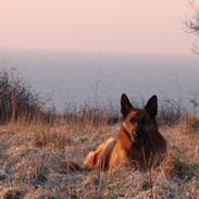 Schæferhund Sam - Himmelhund 