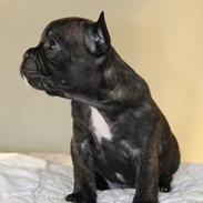Fransk bulldog Molosshuset Ada Lovelace