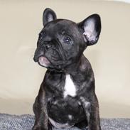Fransk bulldog Molosshuset Ada Lovelace
