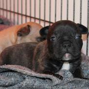 Fransk bulldog Molosshuset Ada Lovelace
