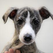 Whippet Tilla