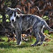 Whippet Tilla