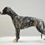 Whippet Tilla