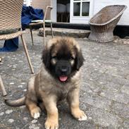 Leonberger Ozzy Osbourne