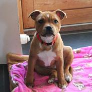 Staffordshire bull terrier * MOUSE *