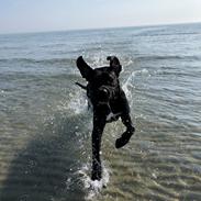 Blanding af racer Gonzo aka. Gunnar 