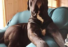 Cane corso Carla * Himmelhund*