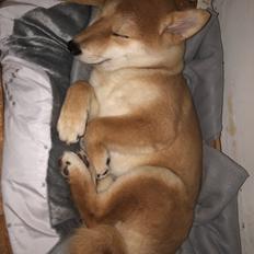 Shiba Astrid