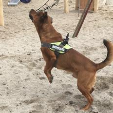 Blanding af racer Arnold Arnolde Nold Nolde