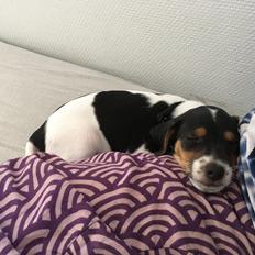 Dansk svensk gaardhund Lhamo