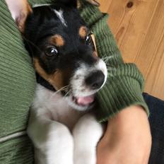 Dansk svensk gaardhund Lhamo