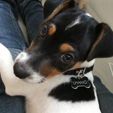 Dansk svensk gaardhund Lhamo