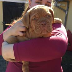 Dogue de bordeaux Hooch Junior