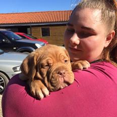 Dogue de bordeaux Hooch Junior