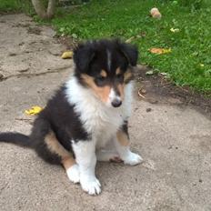 Collie langhåret Lassies Oh What An Onyx (Himmelhund)