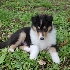 Collie langhåret Lassies Oh What An Onyx (Himmelhund)