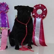 Mops Jeaken's Black Eya