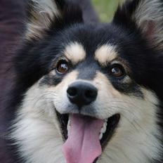 Finsk lapphund NJV17 Lapinkaunis Milady de Winter