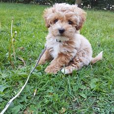 Blanding af racer Hugo