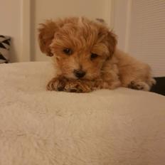 Blanding af racer Hugo