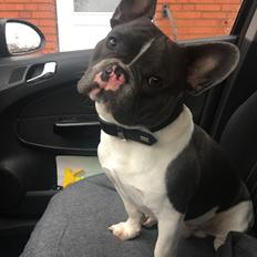 Fransk bulldog Bobbi