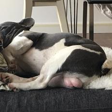 Fransk bulldog Bobbi